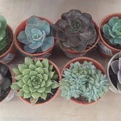 ChhajedGarden.com Beautiful Live Assorted Succulents Plants Quantity-8 (Any 8 Succulents Plant)