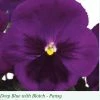 Sakata Seeds Pansy Maj. Gts II Deep Blue Flower Seeds Imported Flower Seeds