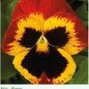 Sakata Seeds Imported Flower Seeds Pansy Maj. Gts II Fire Flower Seeds