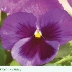 Sakata Seeds Pansy Maj. Gts II Ocean Flower Seeds Imported Flower Seeds