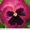 Sakata Seeds Pansy Maj. Gts II Rosalyn Flower Seeds Imported Flower Seeds