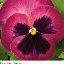 Sakata Seeds Pansy Maj. Gts II Rosalyn Flower Seeds Imported Flower Seeds