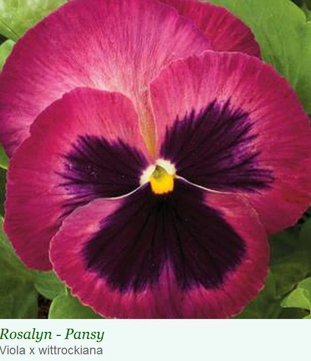 Sakata Seeds Pansy Maj. Gts II Rosalyn Flower Seeds Imported Flower Seeds 3 Sakata Seeds Pansy Maj. Gts II Rosalyn Flower Seeds Imported Flower Seeds
