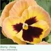 Sakata Seeds Pansy Maj. Gts II Sherry Flower Seeds Imported Flower Seeds