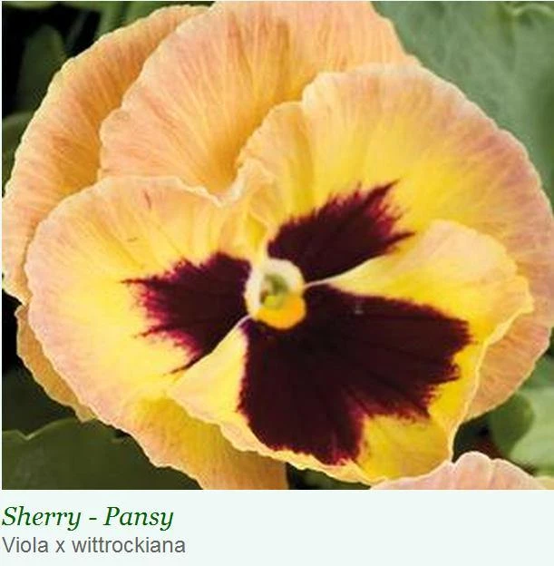 Sakata Seeds Pansy Maj. Gts II Sherry Flower Seeds Imported Flower Seeds 3 Sakata Seeds Pansy Maj. Gts II Sherry Flower Seeds Imported Flower Seeds