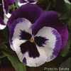CGASPL Pansy Maj. Gts Il Blue & White Flower Seeds Imported Flower Seeds