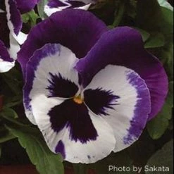 CGASPL Pansy Maj. Gts Il Blue & White Flower Seeds Imported Flower Seeds