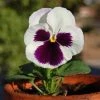 CGASPL Pansy Maj. Gts Il White With Blotch Flower Seeds Imported Flower Seeds 2 CGASPL Pansy Maj. Gts Il White With Blotch Flower Seeds Imported Flower Seeds