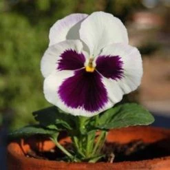 CGASPL Pansy Maj. Gts Il White With Blotch Flower Seeds Imported Flower Seeds