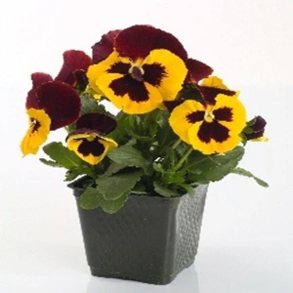 CGASPL Pansy Maj. Gts Il Yellow With Blotch Flower Seeds Imported Flower Seeds 3 CGASPL Pansy Maj. Gts Il Yellow With Blotch Flower Seeds Imported Flower Seeds