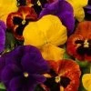 CGASPL Pansy Maj. Gts Il Mix Flower Seeds Imported Flower Seeds 2 CGASPL Pansy Maj. Gts Il Mix Flower Seeds Imported Flower Seeds