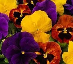 CGASPL Pansy Maj. Gts Il Mix Flower Seeds Imported Flower Seeds