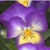 CGASPL Pansy Ultima Radiance Blue Flower Seeds Imported Flower Seeds 1 CGASPL Pansy Ultima Radiance Blue Flower Seeds Imported Flower Seeds