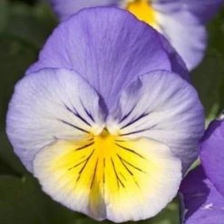 CGASPL Pansy Ultima Morpho Flower Seeds Imported Flower Seeds