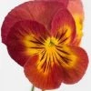 CGASPL Pansy Ultima Radiance Red Flower Seeds