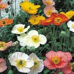 CGASPL Imported Flower Seeds Poppy (Papaver) Champagne Bubbles Mix Flower Seeds