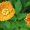 CGASPL Poppy (Papaver) Garden Gnome Flower Seeds Imported Flower Seeds 1 CGASPL Poppy (Papaver) Garden Gnome Flower Seeds Imported Flower Seeds