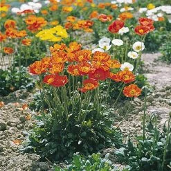 CGASPL Poppy (Papaver) Garden Gnome Flower Seeds Imported Flower Seeds
