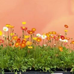 CGASPL Poppy (Papaver) Garden Gnome Flower Seeds Imported Flower Seeds