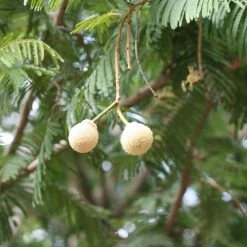 CGASPL Parkia Biglandulosa (Qg) Seeds - 1 Kg