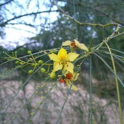 CGASPL Trees Of India Parkinsonia Aculeata Seeds-1 Kg