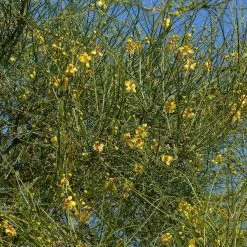 CGASPL Trees Of India Parkinsonia Aculeata Seeds-1 Kg