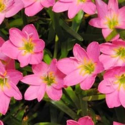 CGASPL Zephyranthus Pink Flower Bulbs (Pack Of 20) Winter Flower Bulbs