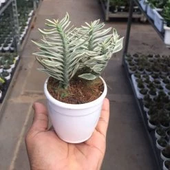 CGASPL Plants Pedilanthus Tithymaloides Nana Variegated Plant