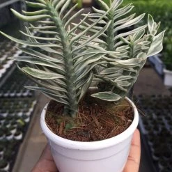 CGASPL Plants Pedilanthus Tithymaloides Nana Variegated Plant