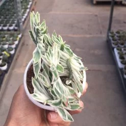 CGASPL Plants Pedilanthus Tithymaloides Nana Variegated Plant