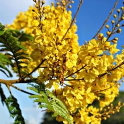 CGASPL Peltophorum Pterocarpum Seeds - 1 Kg Trees Of India