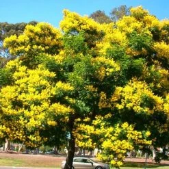 CGASPL Peltophorum Pterocarpum Seeds - 1 Kg Trees Of India