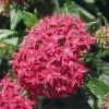Benary Pentas Graffiti Lipstick Flower Seeds