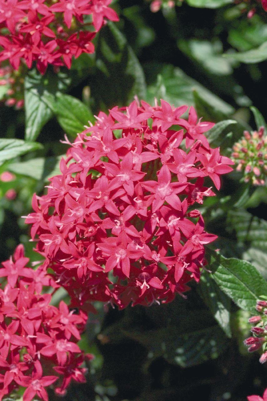 Benary Pentas Graffiti Lipstick Flower Seeds 3 Benary Pentas Graffiti Lipstick Flower Seeds
