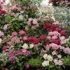 CGASPL Imported Flower Seeds Pentas Graffiti Mix Flower Seeds