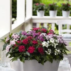 CGASPL Imported Flower Seeds Pentas Graffiti Mix Flower Seeds