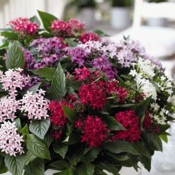 CGASPL Imported Flower Seeds Pentas Graffiti Mix Flower Seeds