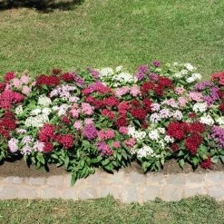 CGASPL Imported Flower Seeds Pentas Graffiti Mix Flower Seeds