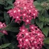 CGASPL Pentas Graffiti Rose Flower Seeds