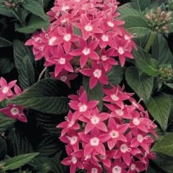 CGASPL Pentas Graffiti Rose Flower Seeds
