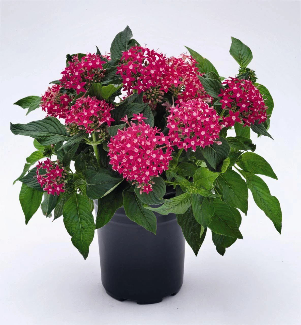 CGASPL Pentas Graffiti Rose Flower Seeds 4 CGASPL Pentas Graffiti Rose Flower Seeds