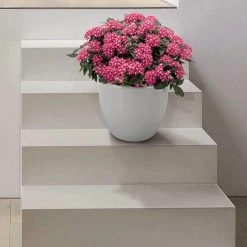 CGASPL Pentas Graffiti Rose Flower Seeds 10 CGASPL Pentas Graffiti Rose Flower Seeds