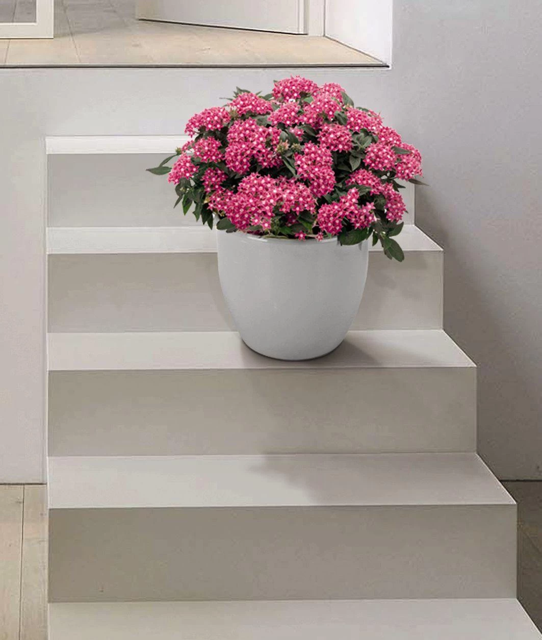 CGASPL Pentas Graffiti Rose Flower Seeds 6 CGASPL Pentas Graffiti Rose Flower Seeds