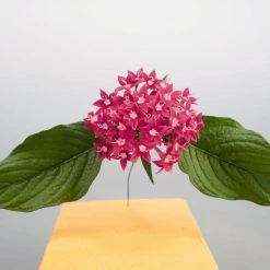 CGASPL Pentas Graffiti Rose Flower Seeds 11 CGASPL Pentas Graffiti Rose Flower Seeds