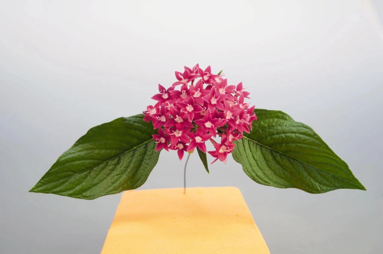 CGASPL Pentas Graffiti Rose Flower Seeds 7 CGASPL Pentas Graffiti Rose Flower Seeds