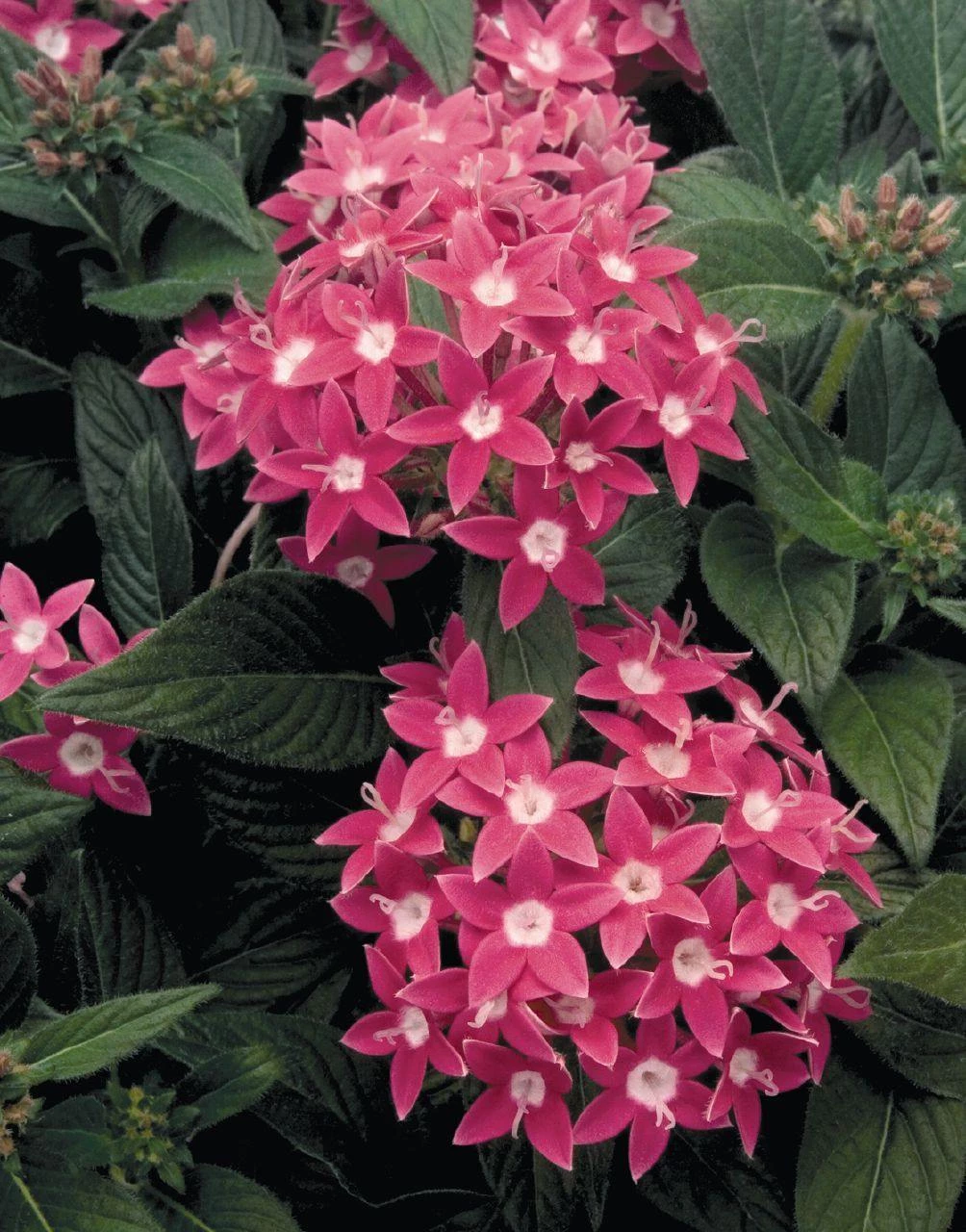 CGASPL Pentas Graffiti Rose Flower Seeds 3 CGASPL Pentas Graffiti Rose Flower Seeds