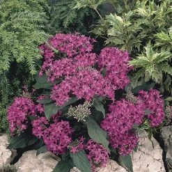 CGASPL Pentas Graffiti Violet Flower Seeds Imported Flower Seeds