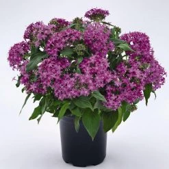 CGASPL Pentas Graffiti Violet Flower Seeds Imported Flower Seeds