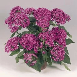 CGASPL Pentas Graffiti Violet Flower Seeds Imported Flower Seeds