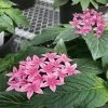 CGASPL Pentas Graffiti 20/20 Flirty Pink Flower Seeds Imported Flower Seeds